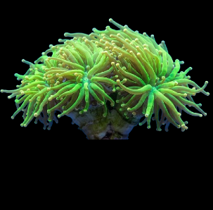 Coral