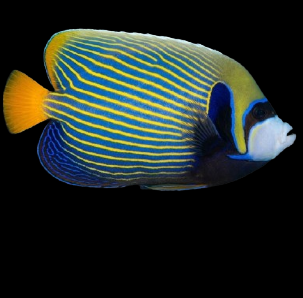 Marine fish
