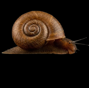 Freshwater invertebrates
