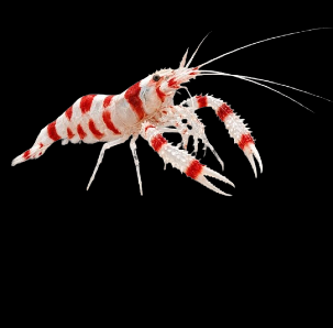 Invertebrates