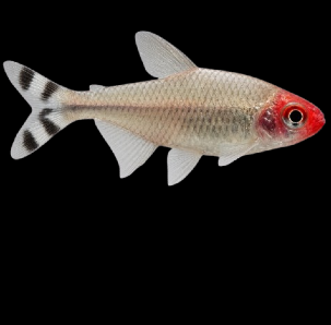 Freshwater fish
