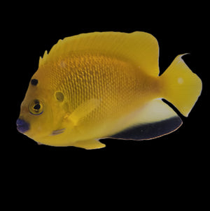 Flagfin Angelfish