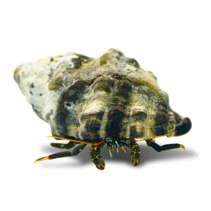 Hermit crabs - Yellow foot