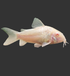 Albino Corydoras (Corydoras aeneus "Albino")