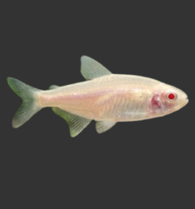 Albino Neon Tetra (Paracheirodon innesi "Albino")
