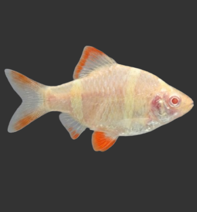 Albino Tiger Barb (Puntigrus tetrazona "Albino")