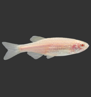 Gold Zebra Danio (Danio rerio "Gold")