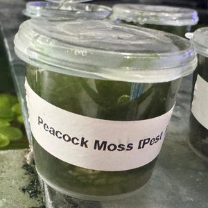 Moss Tub - Peacock Moss - 30ml