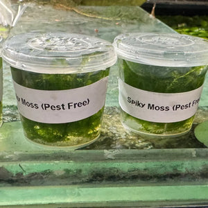 Moss Tub - Spiky Moss - 30ml