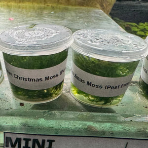 Moss Tub - Mini Christmas Moss - 30ml