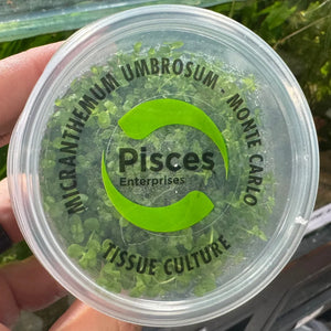 Tissue culture - Micranthemum umbrosum/tweediel ('Monte Carlo')