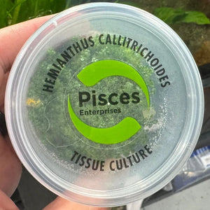 Tissue culture - Hemianthus Callitrichoides ('Cuba')