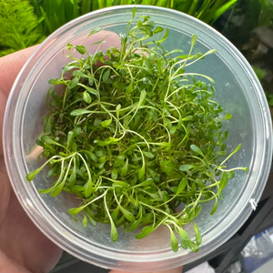 Tissue culture - Glossostigma Elatinoides (Glosso)