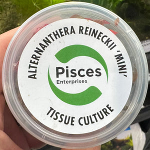 Tissue culture - Alternanthera reineckii