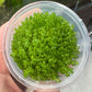 Tissue culture - Micranthemum Umbrosum ('Takashi Carpet')