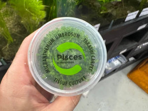 Tissue culture - Micranthemum Umbrosum ('Takashi Carpet')
