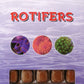 Frozen Food - Ocean Nutrition - 100gm