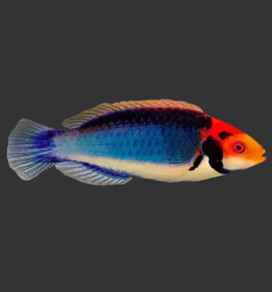 Redhead (Solorensis) Fairy Wrasse