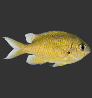 Vanderbilt’s Chromis