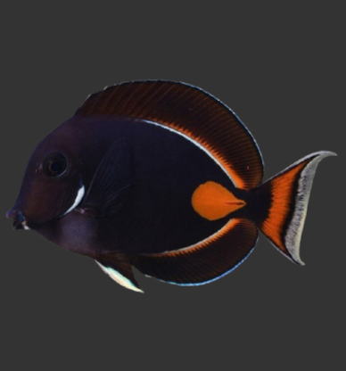 Achilles Tang