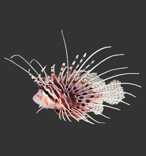 Antennata Lionfish
