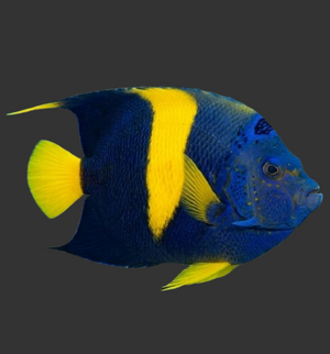 Asfur Angelfish