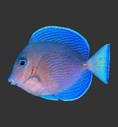 Atlantic Blue Tang
