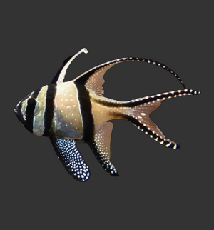Banggai Cardinalfish