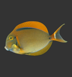 Bariene Tang
