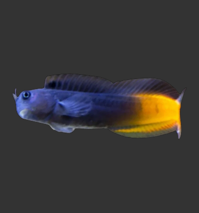 Bicolour Blenny