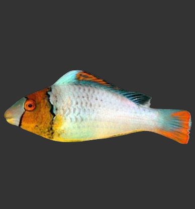 Bicolor Parrotfish