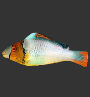 Bicolor Parrotfish