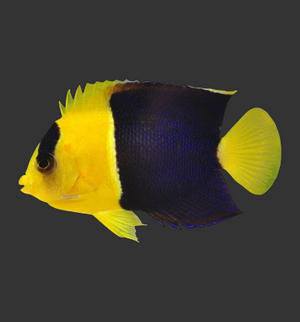Bicolour Angelfish