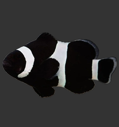 Black &amp; White Ocellaris Clownfish