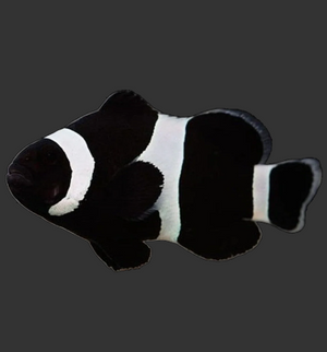 Black &amp; White Ocellaris Clownfish