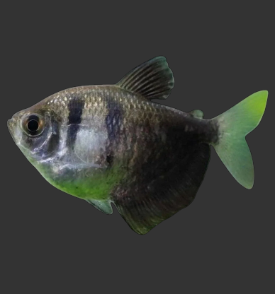 Black Widow Tetra (Gymnocorymbus ternetzi)