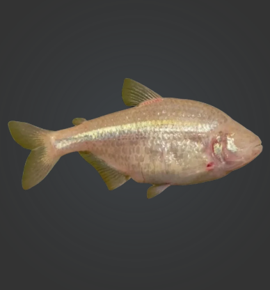 Blind Cave Tetra (Astyanax mexicanus)