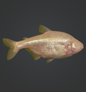 Blind Cave Tetra (Astyanax mexicanus)