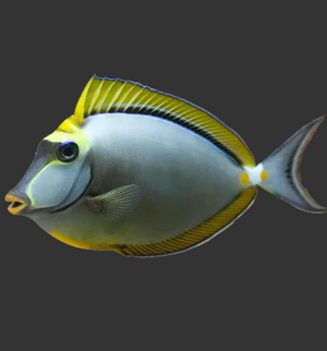 Blonde Lipstick (Naso) Tang