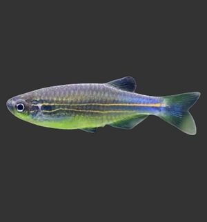 Blue Danio (Devario kerri)