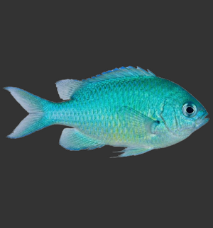 Blue Green Chromis