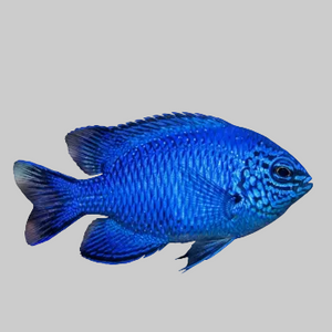 Blue Sapphire Damselfish