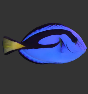 Blue Tang