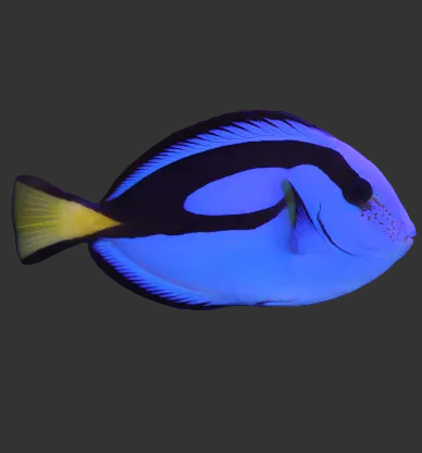 Blue Tang