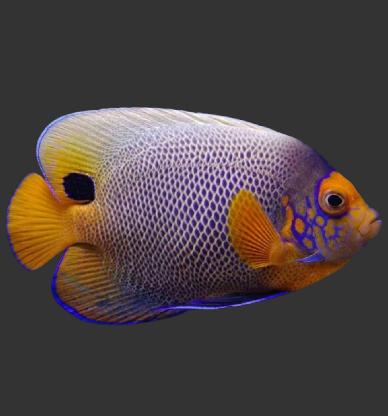 Blue Face Angelfish