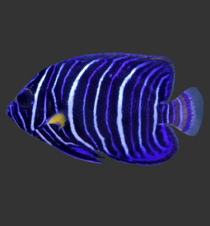 Blue Face Angelfish