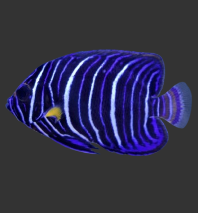 Blue Face Angelfish