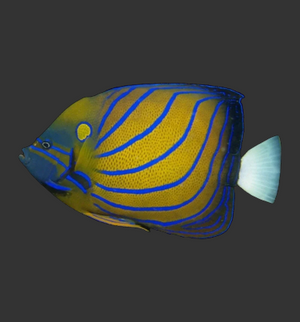 Blue Ring Angelfish
