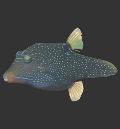 Blue Spotted (False Eye) Puffer