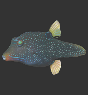 Blue Spotted (False Eye) Puffer